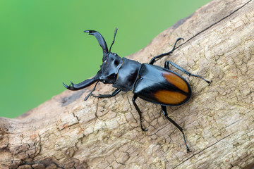 Fighting Giant Stag Beetle - Hexarthrius parryi