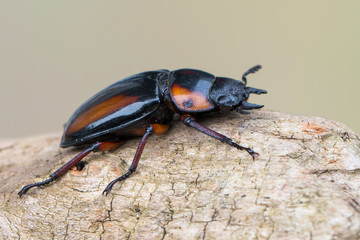 stag beetle - Prosopocoilus savagei