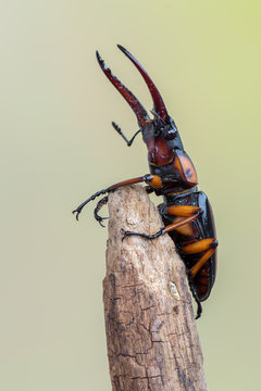 stag beetle - Prosopocoilus savagei