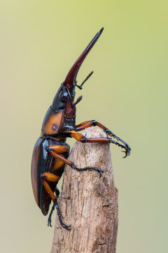 stag beetle - Prosopocoilus savagei