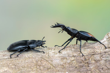 Fighting Giant Stag Beetle - Hexarthrius parryi
