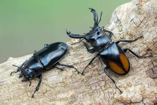 Fighting Giant Stag Beetle - Hexarthrius parryi