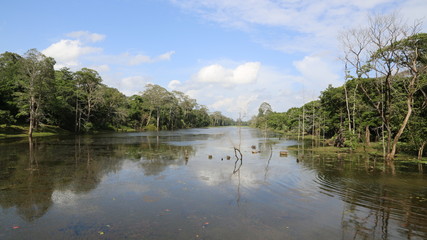 Cambodge Jungle