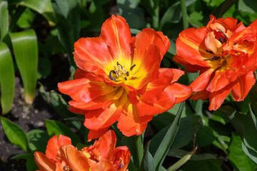 Monte Orange tulip flower