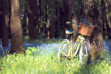Fototapeta premium walk in the fresh air/ wicker basket with blue flowers on a bicycle standing among a sunny forest glade