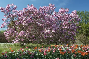 Photo sur Plexiglas Magnolia Magnolienbaum in voller Blüte