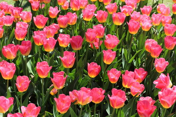 Tulipes, tulipes roses