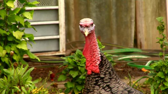 A beautiful turkey looks about and lets out a massive gobble