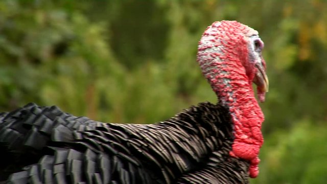 A lone turkey calls out to his friends