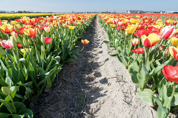 tulip field in the Netherlands