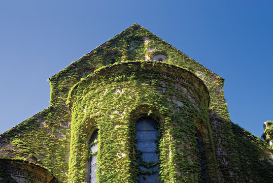 Ivy-plaited ancient church apsis