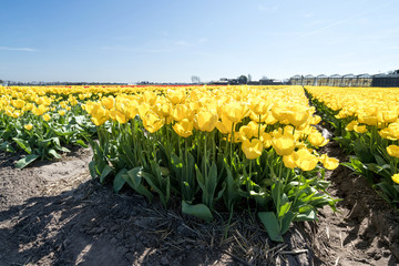 tulip field in the Netherlands