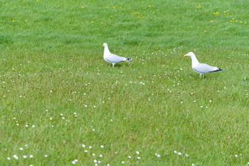 Seagulls on green grass