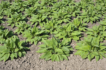Comfrey