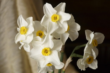 Fototapeta na wymiar Spring flowers - beautiful bouquet of white daffodils Narcissus