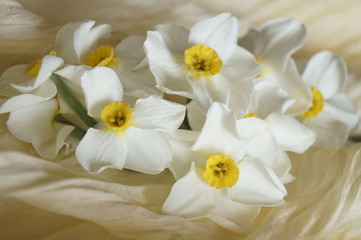 Naklejka na ściany i meble Spring flowers - beautiful bouquet of white daffodils Narcissus
