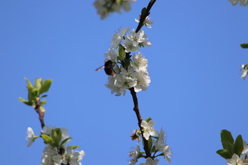 Der Frühling ist da