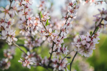 Fototapeta na wymiar almond trees looks like cherry trees