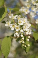 The branch of white flowers - spring flowers