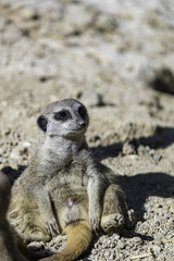 Fototapeta premium The meerkat or suricate (Suricata suricatta)