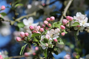 Apfelblüte/ Apfelbaum (Malus) 