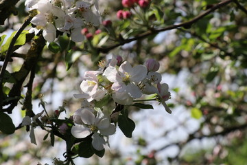 Apfelblüte/ Apfelbaum (Malus) 