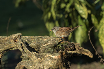 Eating Sparrow Bird On An Old Tree