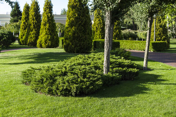Ornamental bushes of evergreen thuja in a landscape park