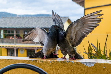 Aves