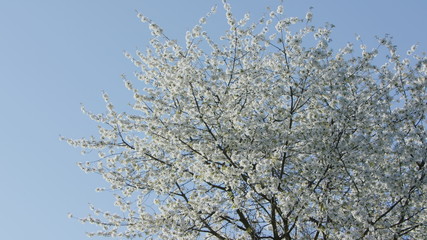 Tree branches in blossom against a blue sky background. Close-up shot