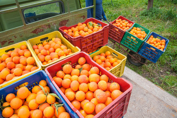 Colored fruit boxes full of tarocco oranges in an orange grove during harvest season in Sicily