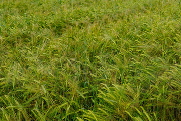 Green Barley Hay growing on a Field