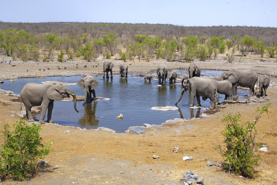 Herd of elephants at a waterhole in Etosha
