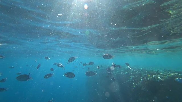 school of Indo-Pacific sergeant swims over coral reef, Red sea, Egypt