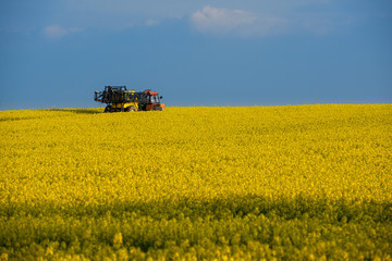 The yellow rape field. Spring landscape.