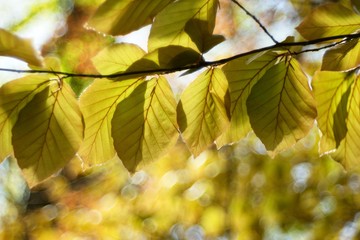 Beech tree, beech spring twig with fresh leaves, game of reflections and lights, spring natural background.