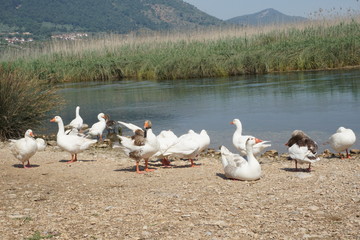 Ducks