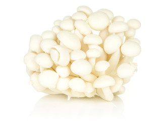 White beech mushrooms Shimeji bunch isolated on white background.