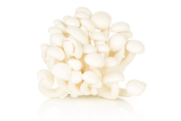 Fototapeta na wymiar White beech mushrooms Shimeji collection isolated on white background raw fresh.