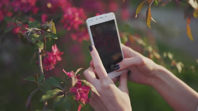 close-up woman hands photographing beautiful spring flowers on a broken smartphone