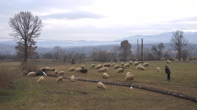 Sheep grazing on a field