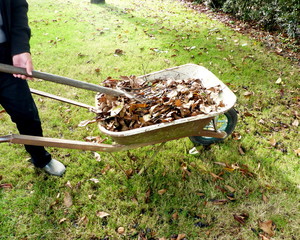 homme de 80 ans ramassant les feuilles mortes