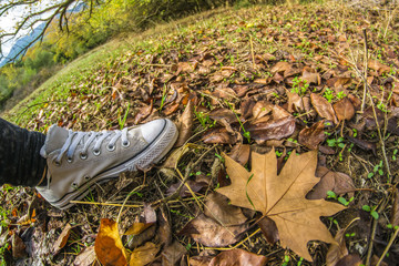 A person's shoe on autumn leaves of a forest