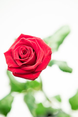 Fototapeta na wymiar Pink rose in bloom