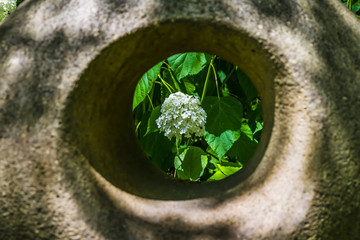 Framed white flower. Flowering plant in park at summer, blurred stone statue in foreground.