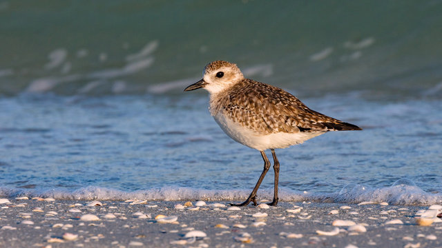 Red Knot (Calidris Canutus) Single Bird Standing On Shoreline, Florida