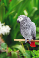 A white sulphur-crested cockatoo bird with yellow crest