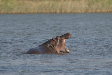 Hippopotamus , Kruger National Park , Africa