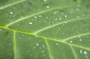 Bright Green Leaf with Dew Drops Texture - Horizontal