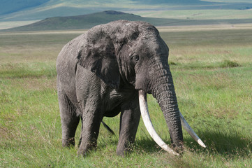 Obraz na płótnie Canvas elephant ngorongoro crater tanzania africa